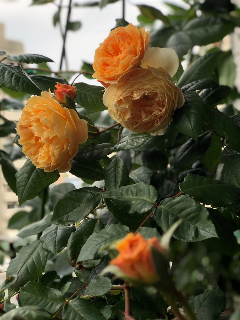 f:id:tef_rose:20190817165505j:image
