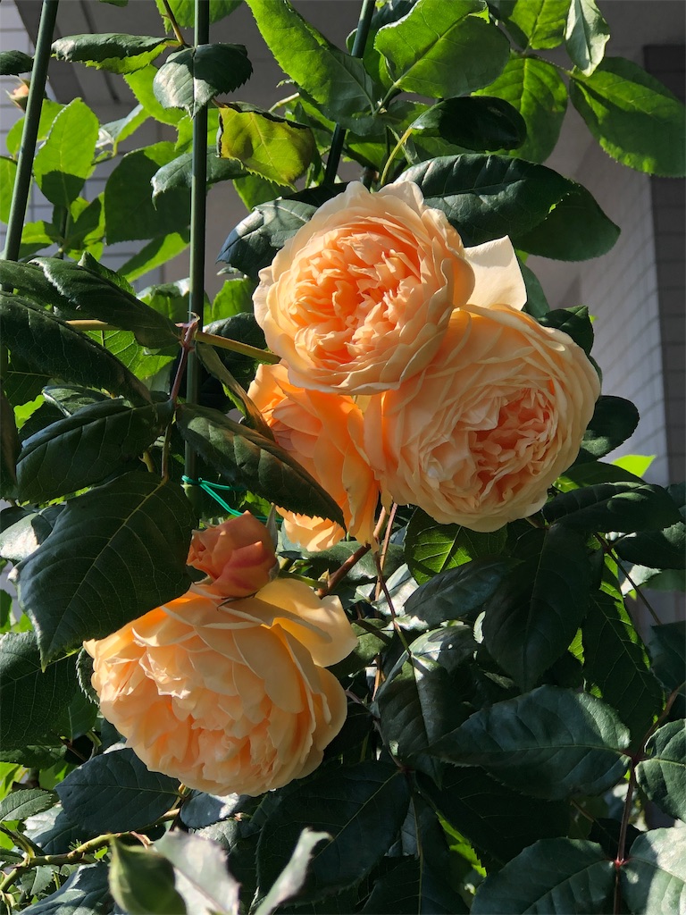 f:id:tef_rose:20190817165520j:image