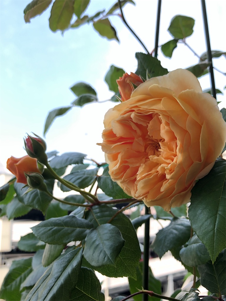 f:id:tef_rose:20190817165532j:image