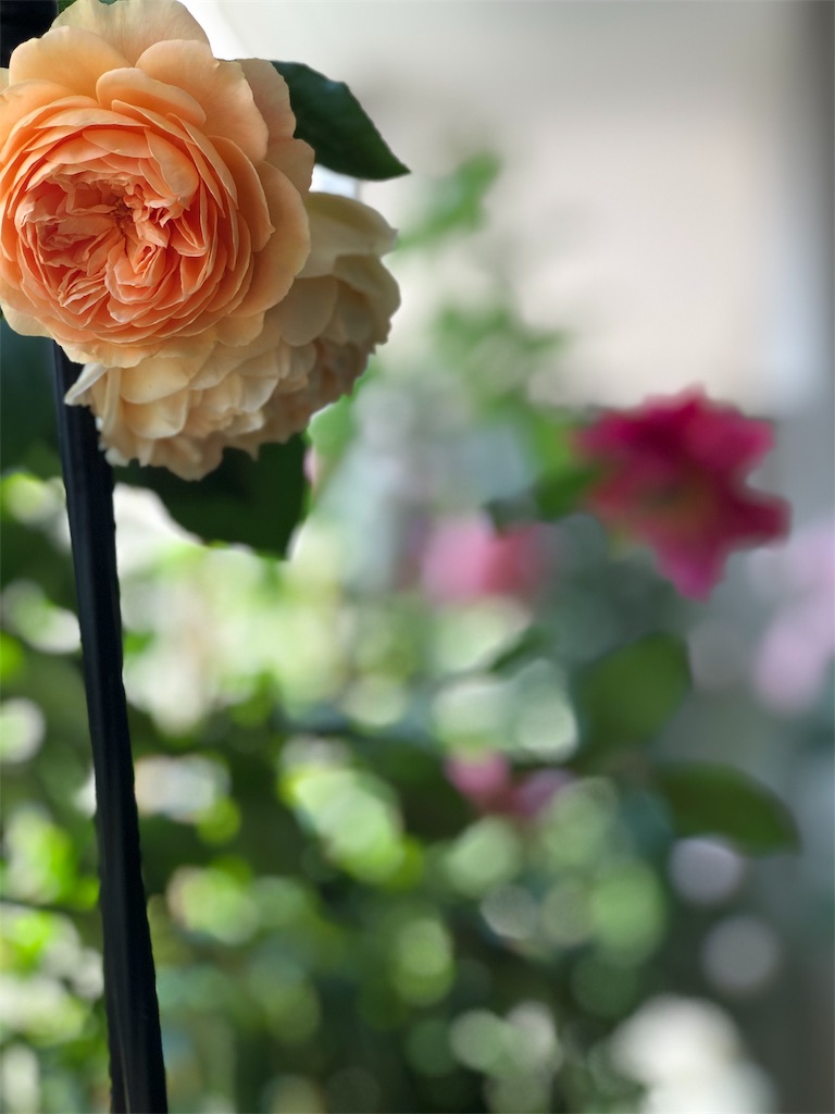 f:id:tef_rose:20190817165540j:image