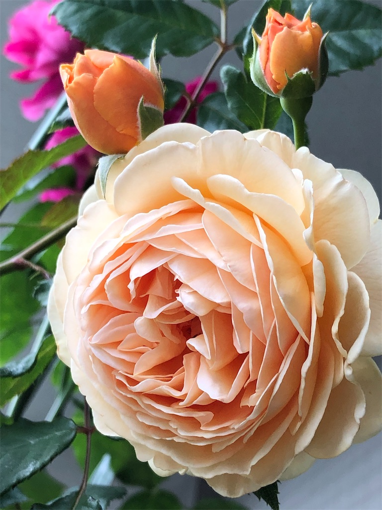 f:id:tef_rose:20190817165546j:image