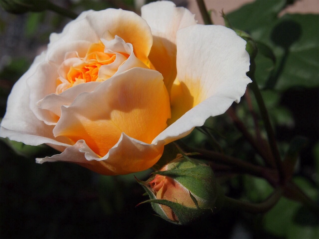 f:id:tef_rose:20190817165553j:image