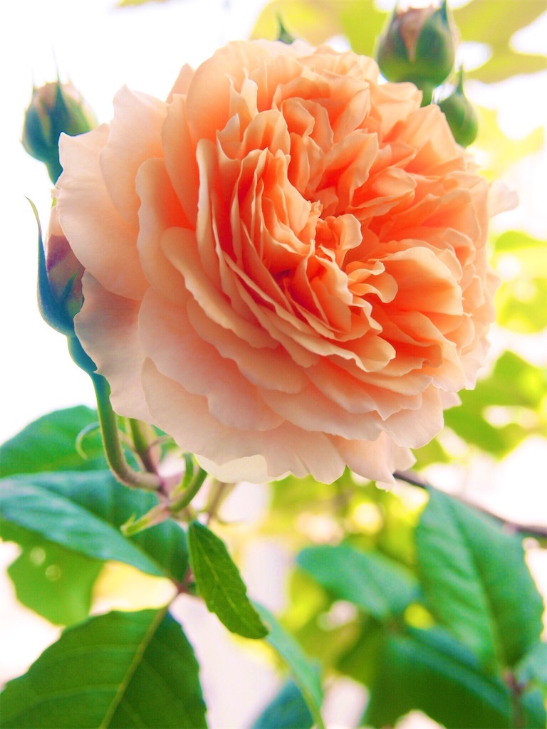 f:id:tef_rose:20190818041856j:image
