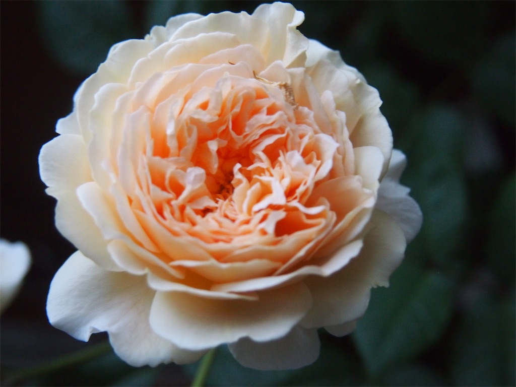 f:id:tef_rose:20190818042041j:image