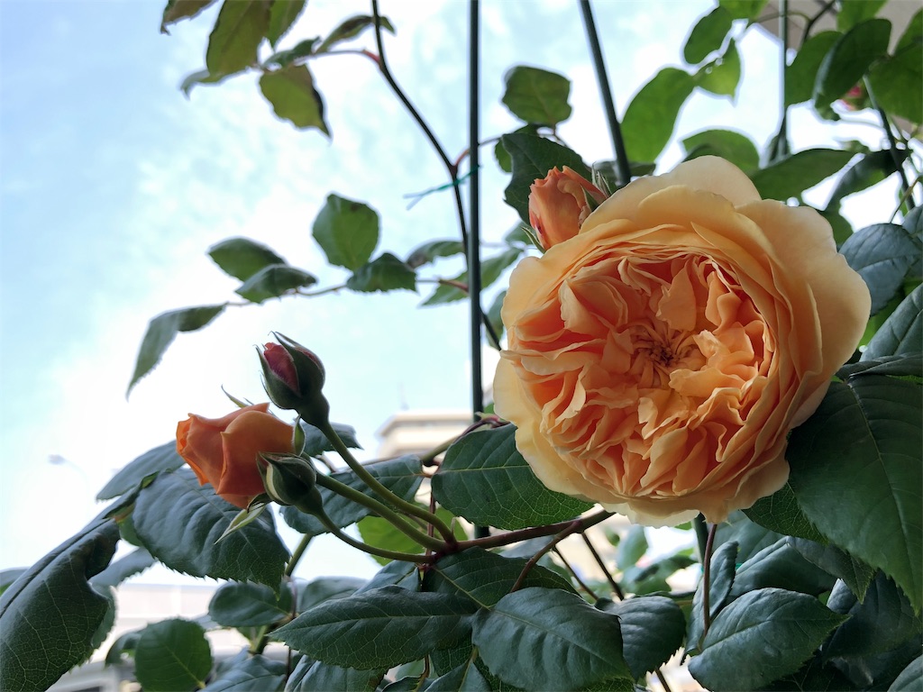 f:id:tef_rose:20190818042126j:image