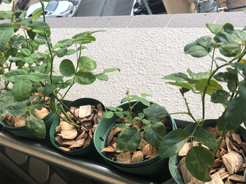 f:id:tef_rose:20190818165901j:image