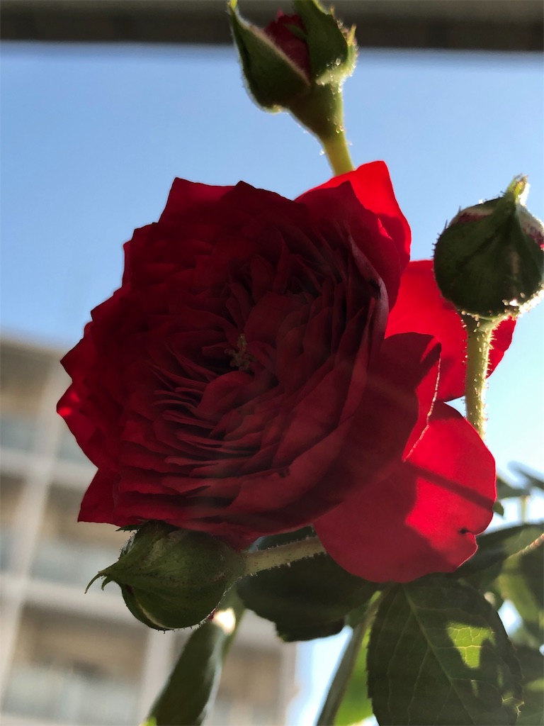 f:id:tef_rose:20190819135859j:image
