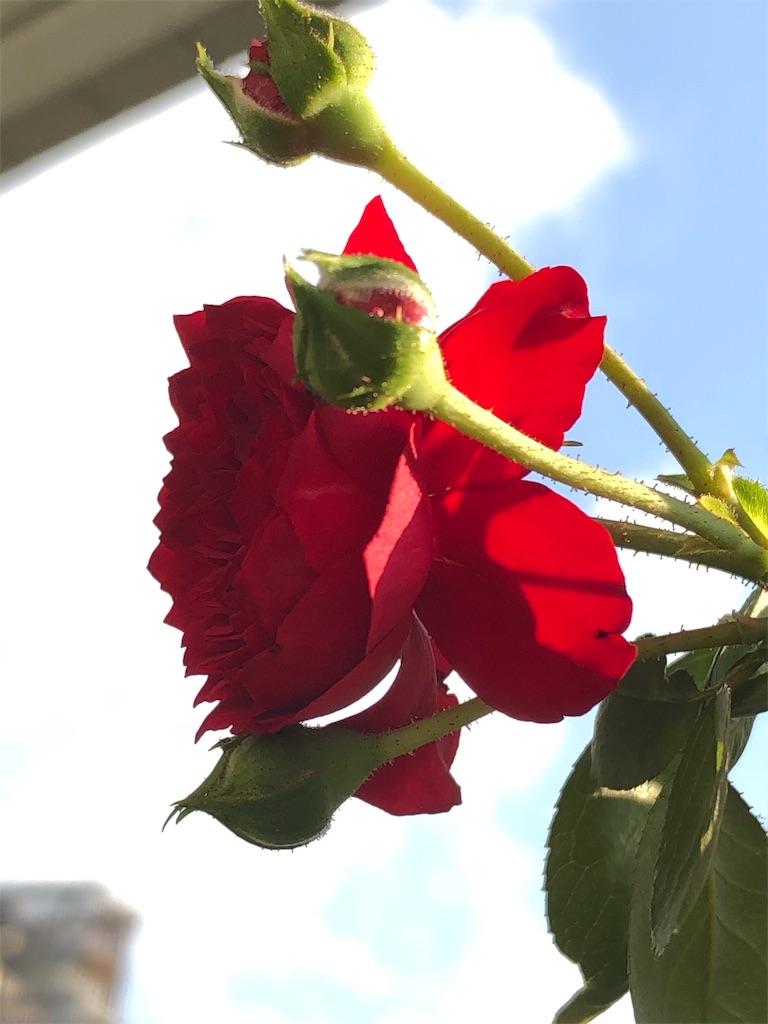 f:id:tef_rose:20190819135905j:image