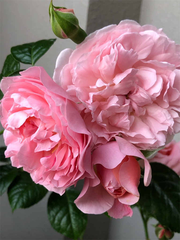 f:id:tef_rose:20190820030331j:image