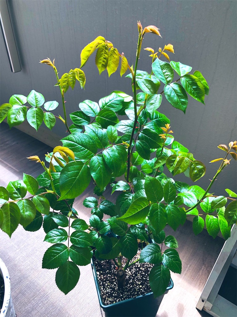 f:id:tef_rose:20190820030420j:image