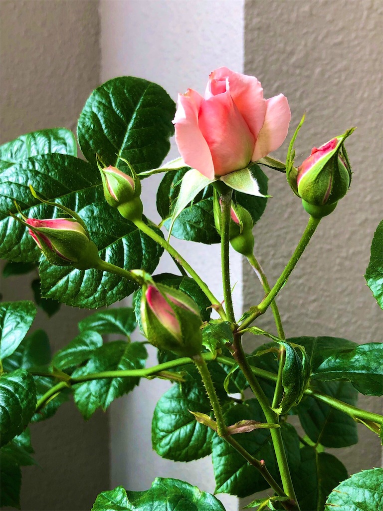 f:id:tef_rose:20190820030427j:image