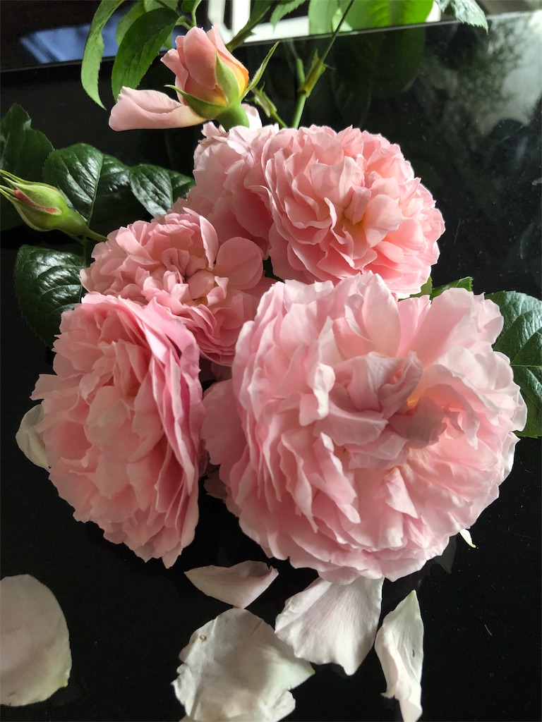f:id:tef_rose:20190820030431j:image