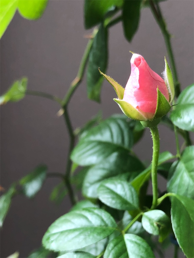 f:id:tef_rose:20190820030536j:image