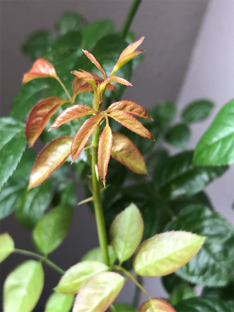 f:id:tef_rose:20190820030540j:image