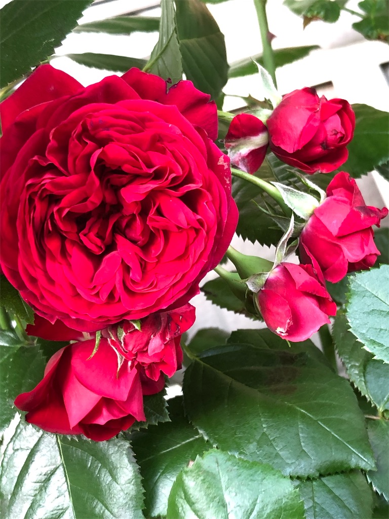 f:id:tef_rose:20190820042534j:image