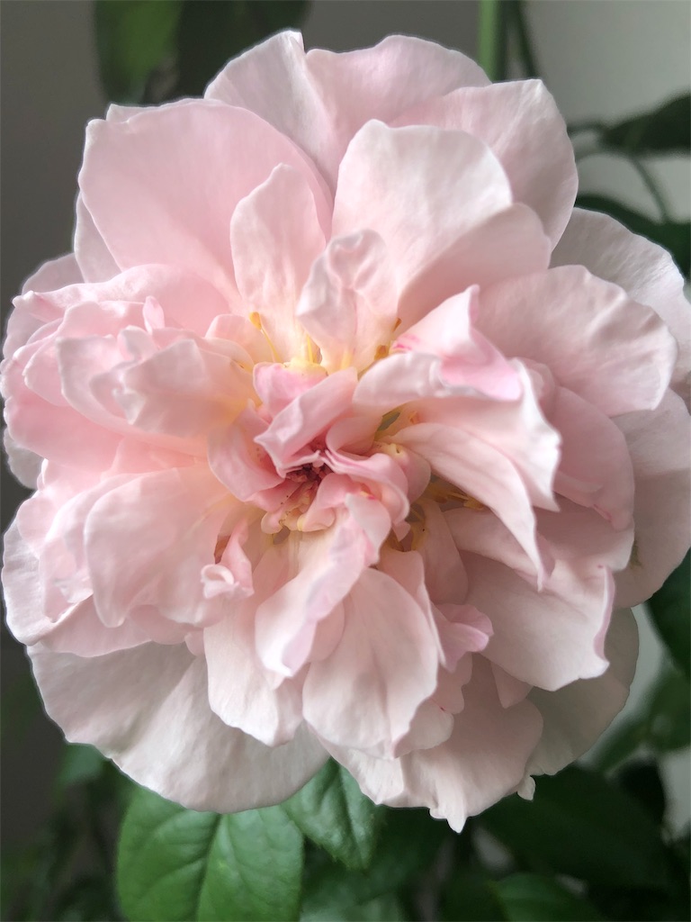 f:id:tef_rose:20190820161711j:image