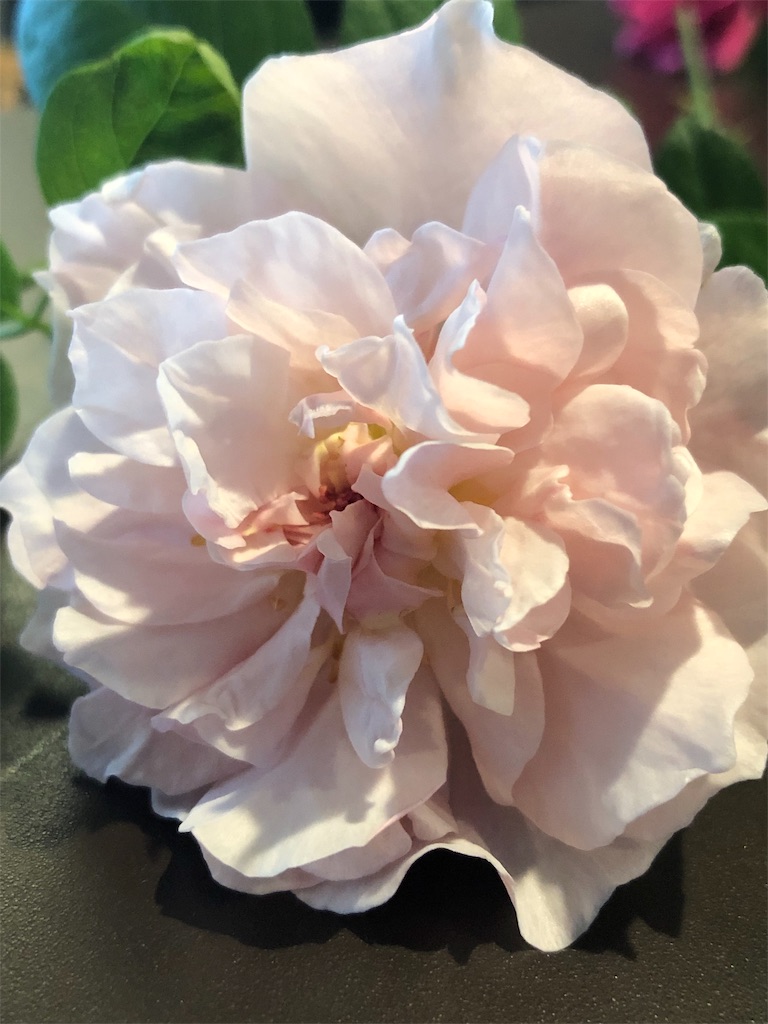 f:id:tef_rose:20190820161932j:image