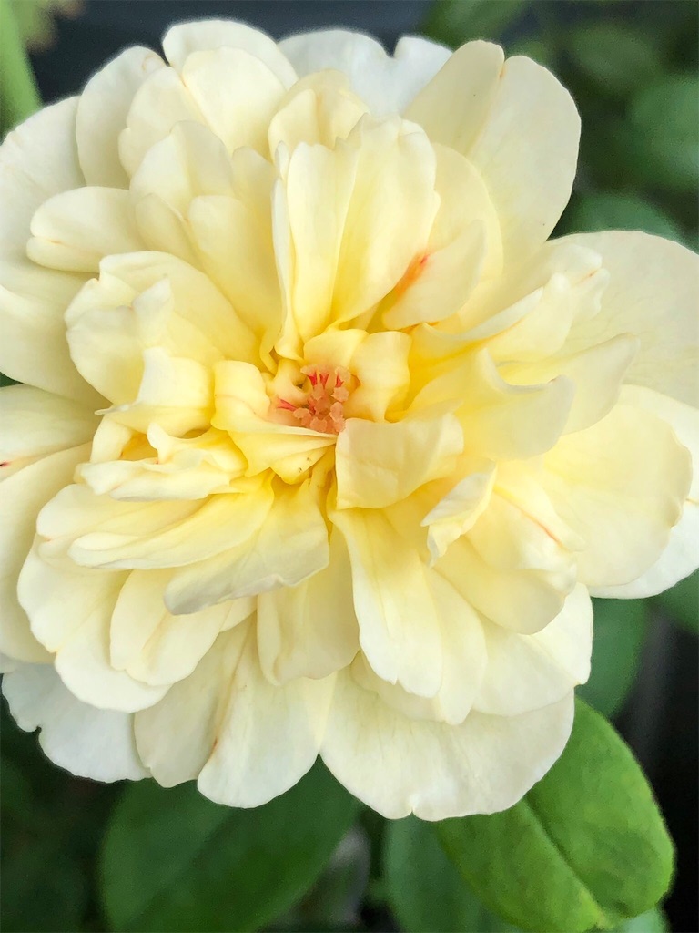 f:id:tef_rose:20190821195944j:image