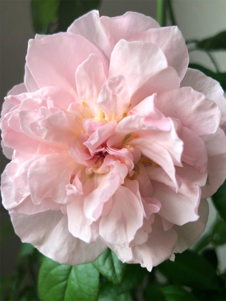 f:id:tef_rose:20190821200121j:image