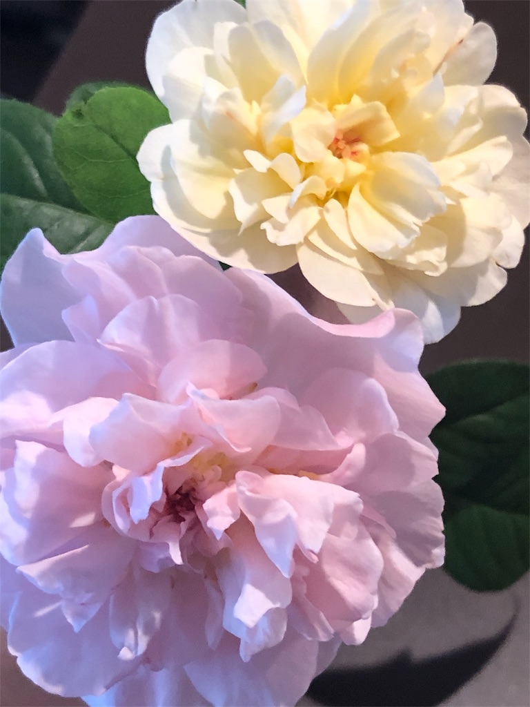 f:id:tef_rose:20190821202017j:image