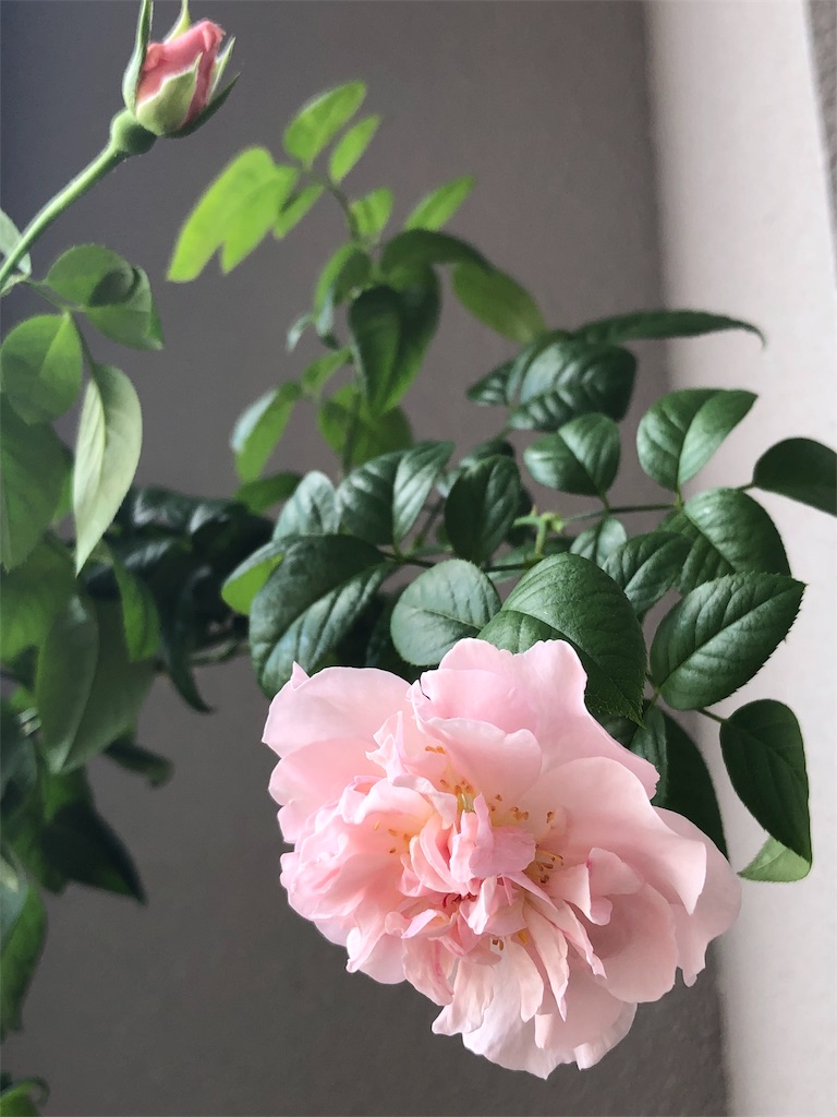 f:id:tef_rose:20190821202048j:image