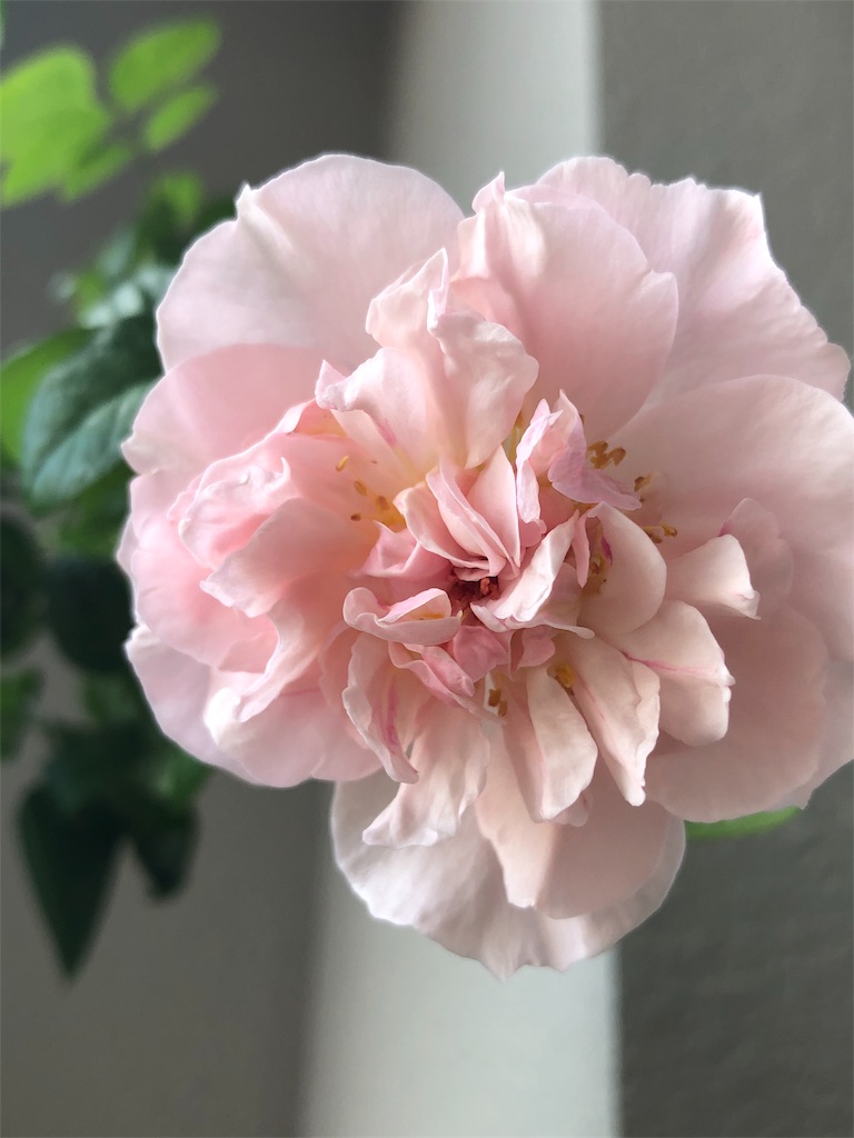 f:id:tef_rose:20190821202107j:image