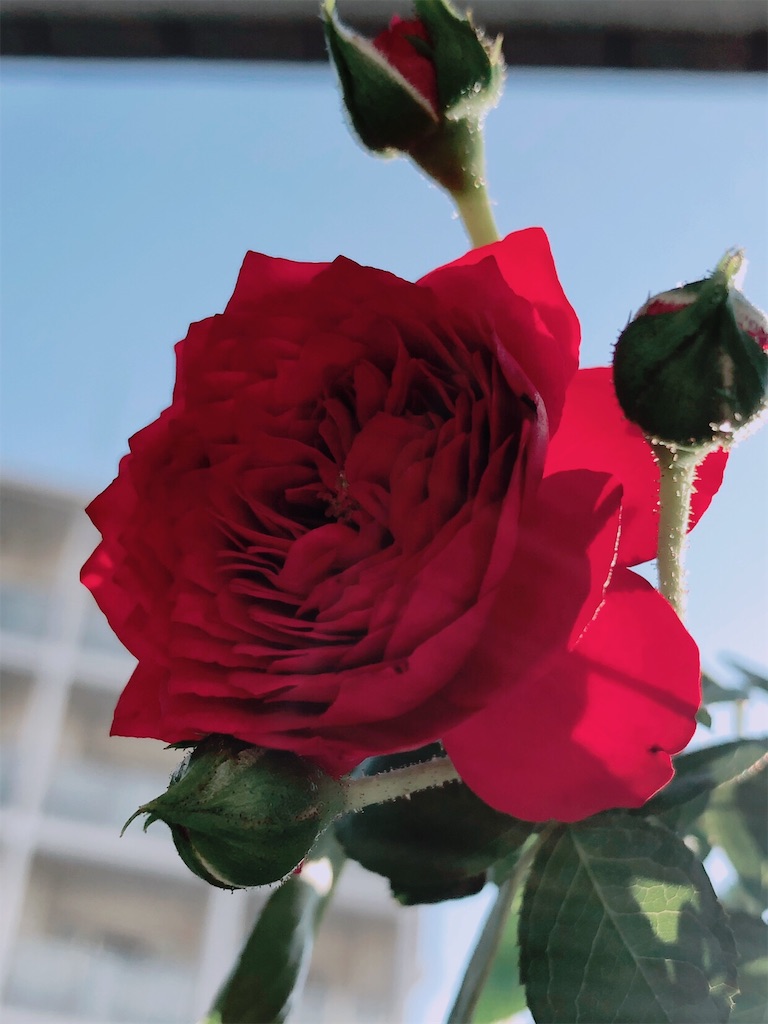 f:id:tef_rose:20190821220753j:image