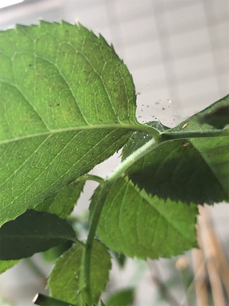 f:id:tef_rose:20190822220011j:image