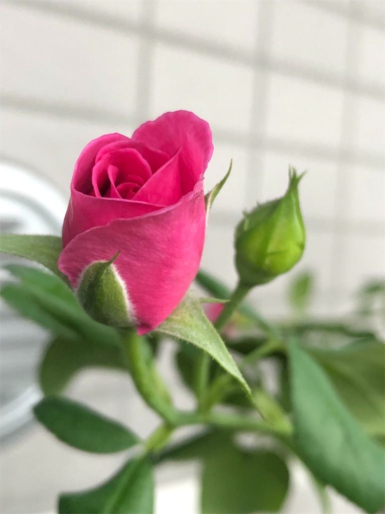 f:id:tef_rose:20190822221303j:image