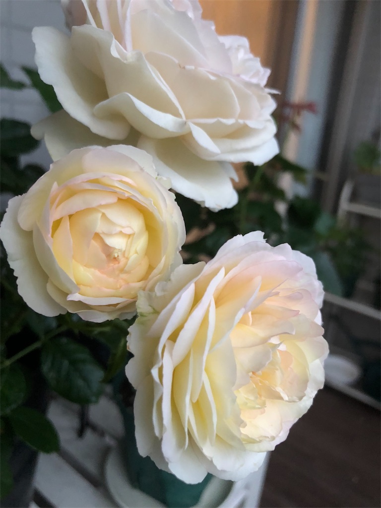 f:id:tef_rose:20190823042208j:image