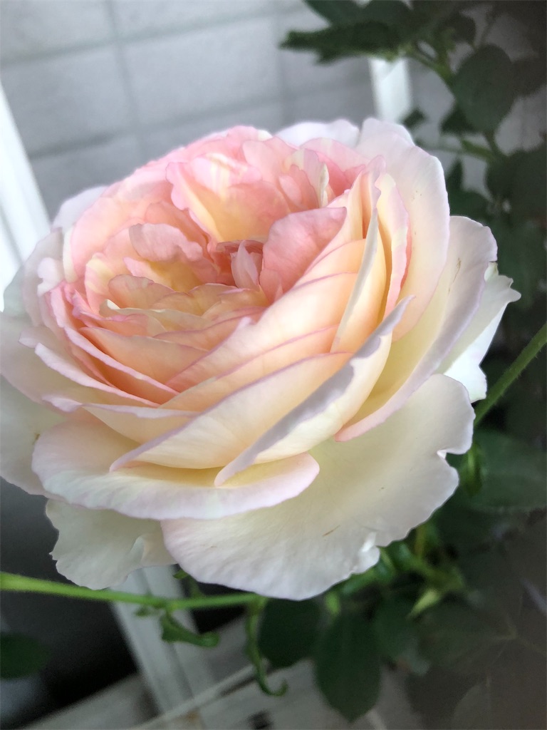f:id:tef_rose:20190823042213j:image