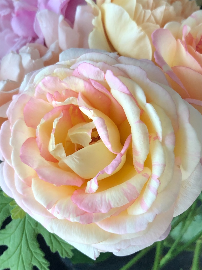 f:id:tef_rose:20190823042220j:image