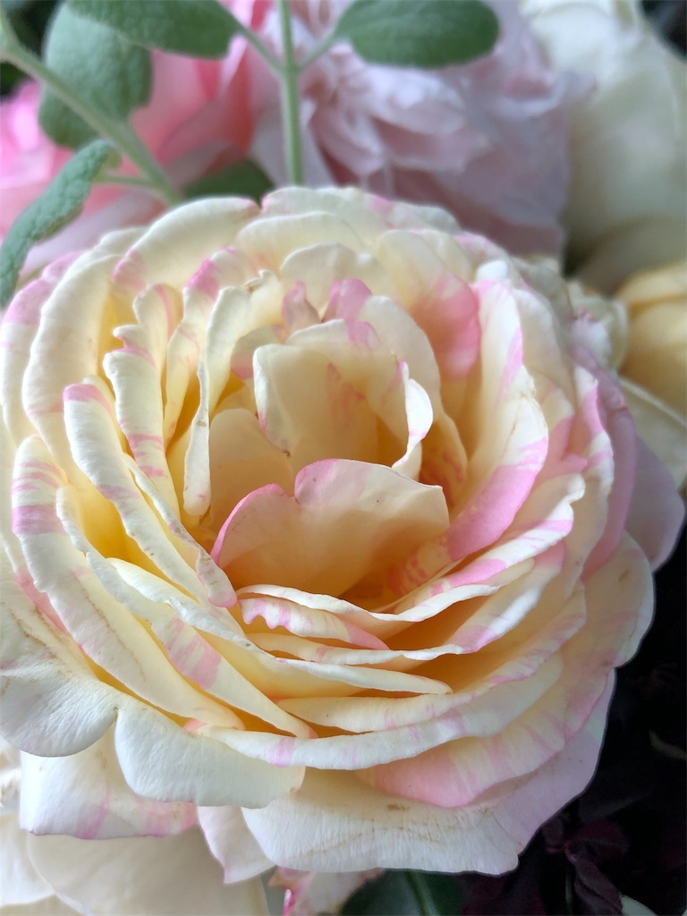 f:id:tef_rose:20190823042223j:image