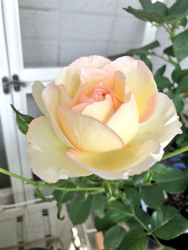 f:id:tef_rose:20190823042242j:image