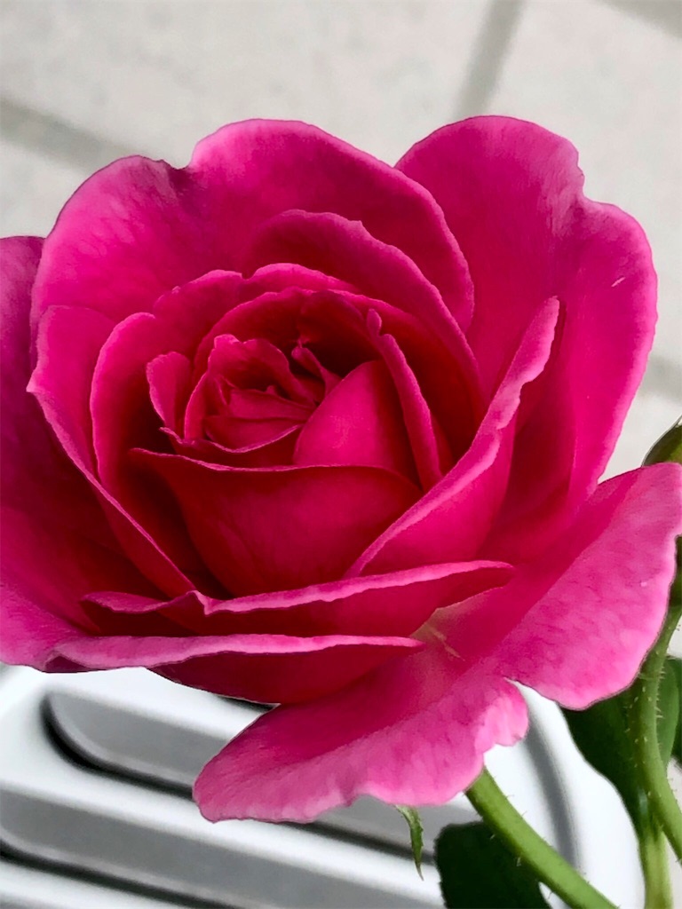 f:id:tef_rose:20190823110608j:image