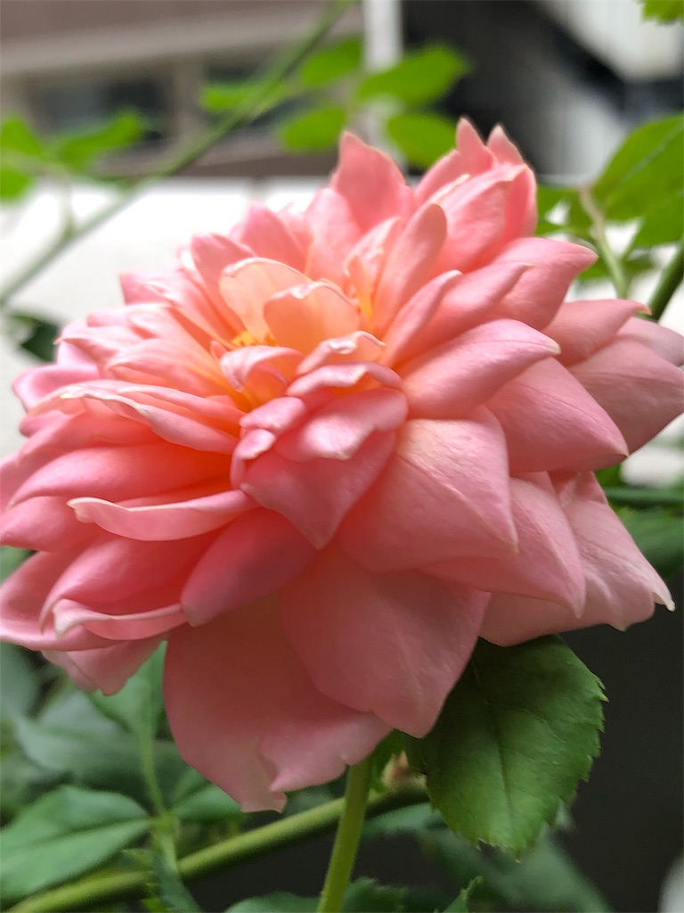 f:id:tef_rose:20190826180218j:image
