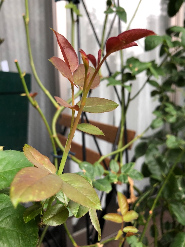 f:id:tef_rose:20190826180231j:image