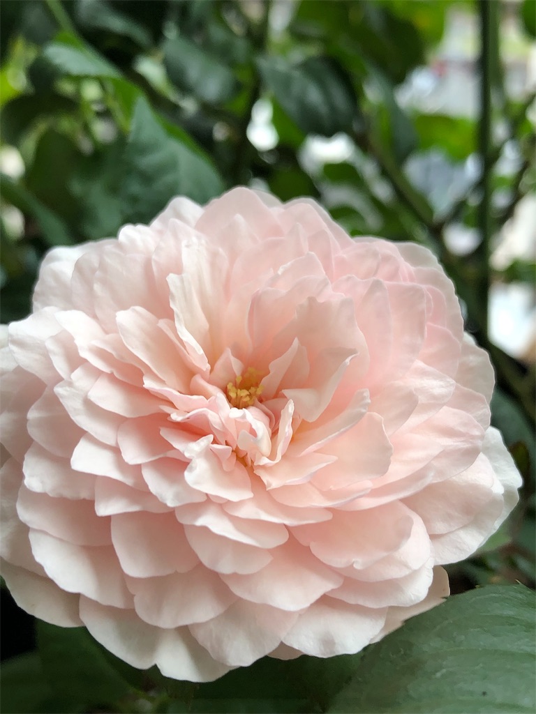 f:id:tef_rose:20190826180235j:image