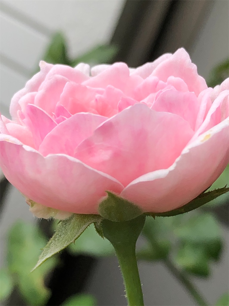 f:id:tef_rose:20190826180239j:image
