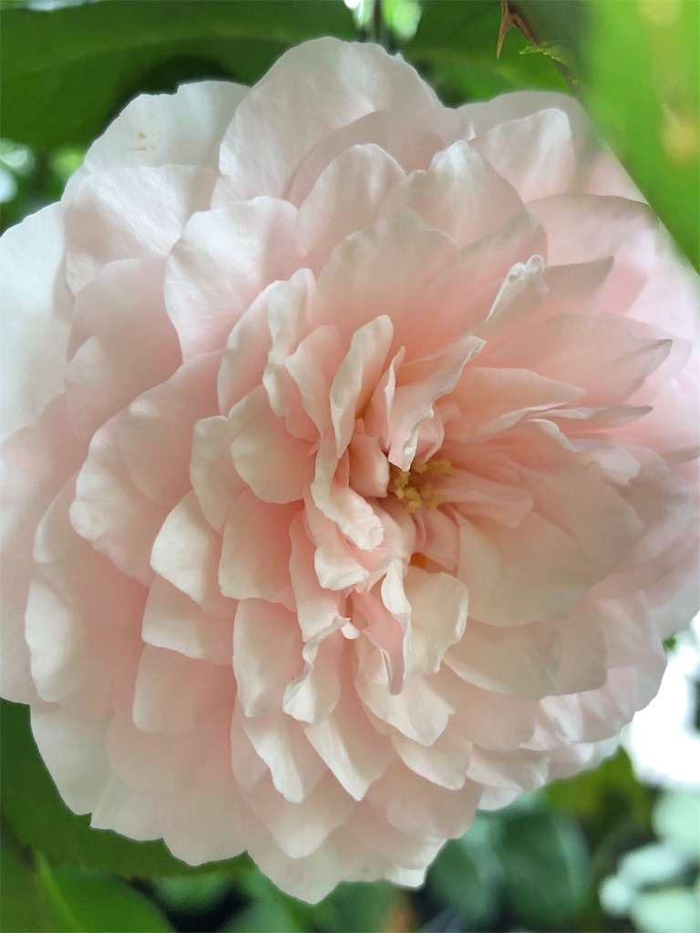 f:id:tef_rose:20190826180246j:image