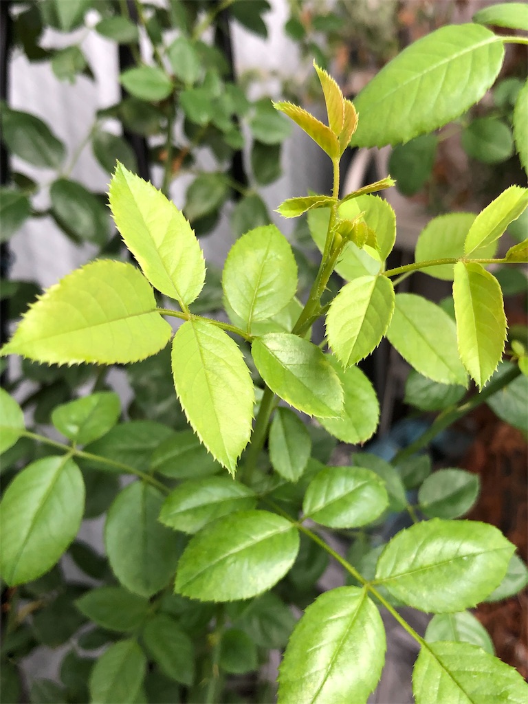 f:id:tef_rose:20190826180249j:image