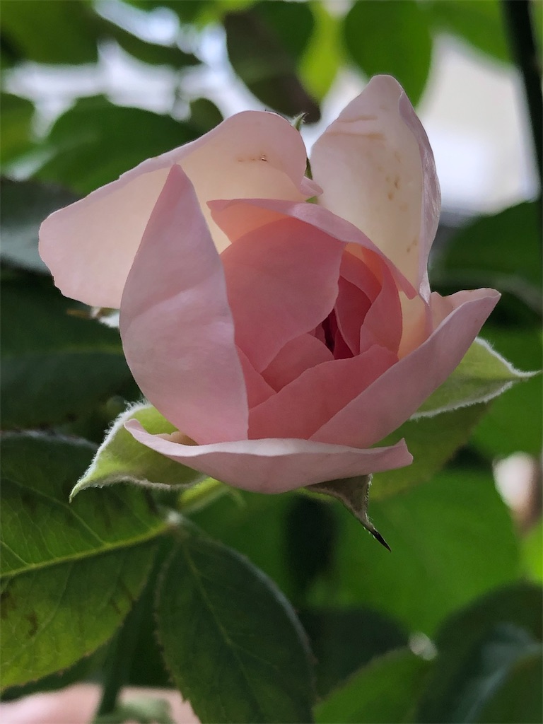 f:id:tef_rose:20190826180252j:image