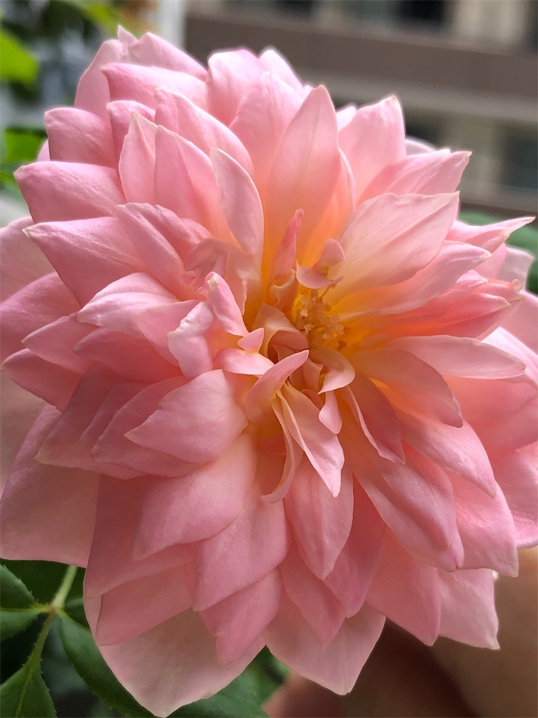 f:id:tef_rose:20190826180258j:image