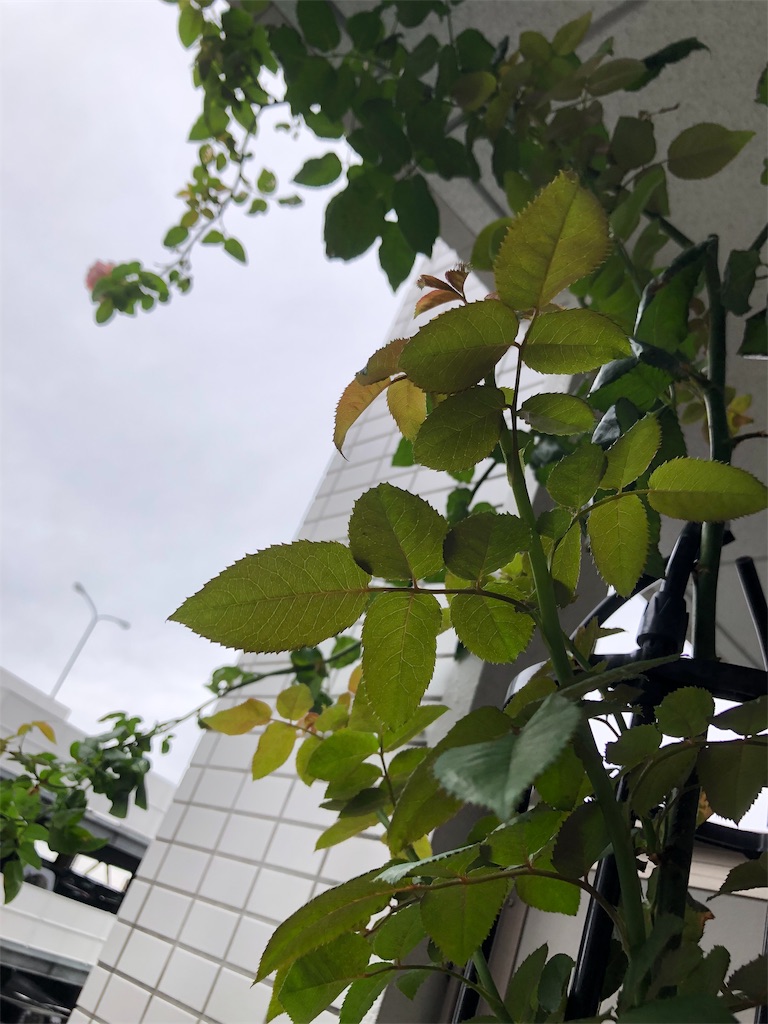 f:id:tef_rose:20190826180302j:image