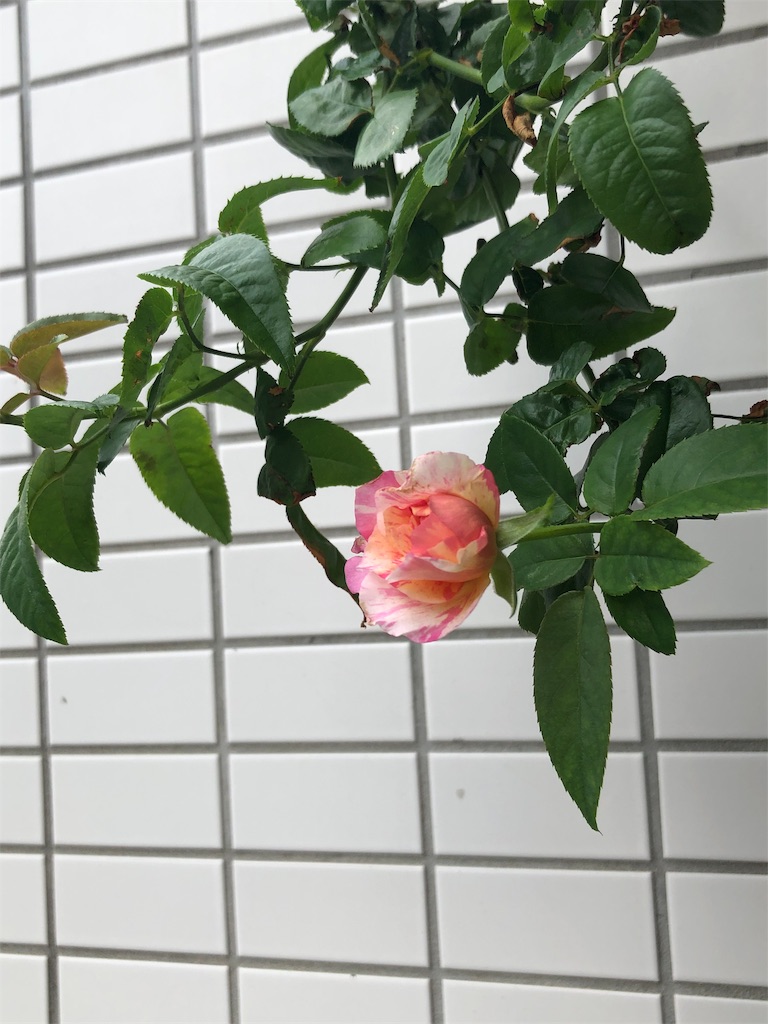 f:id:tef_rose:20190826180306j:image