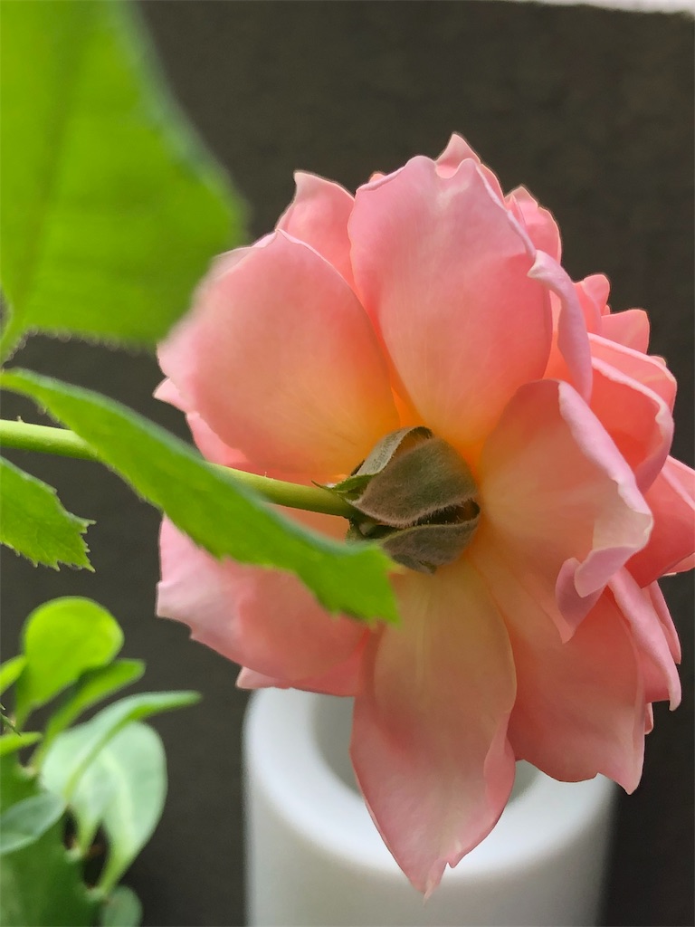 f:id:tef_rose:20190826180313j:image