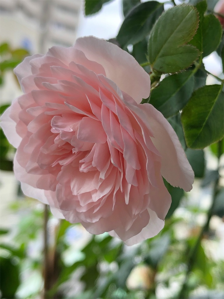 f:id:tef_rose:20190826180316j:image