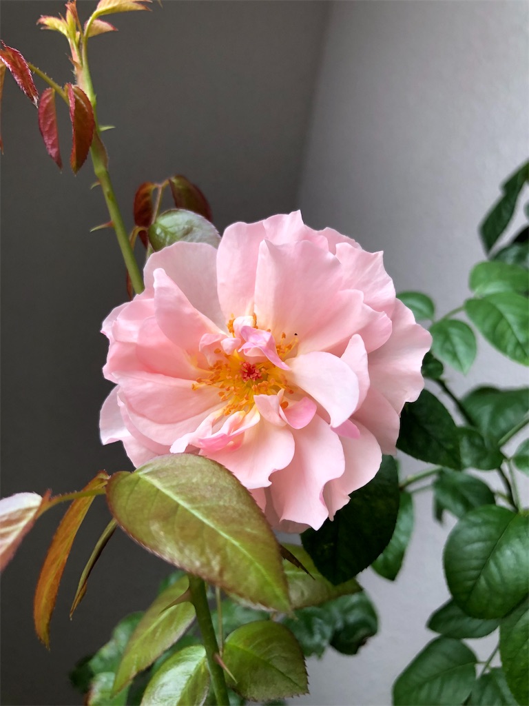 f:id:tef_rose:20190826180326j:image