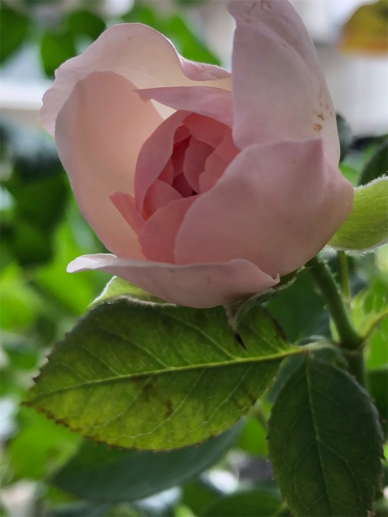 f:id:tef_rose:20190826180330j:image