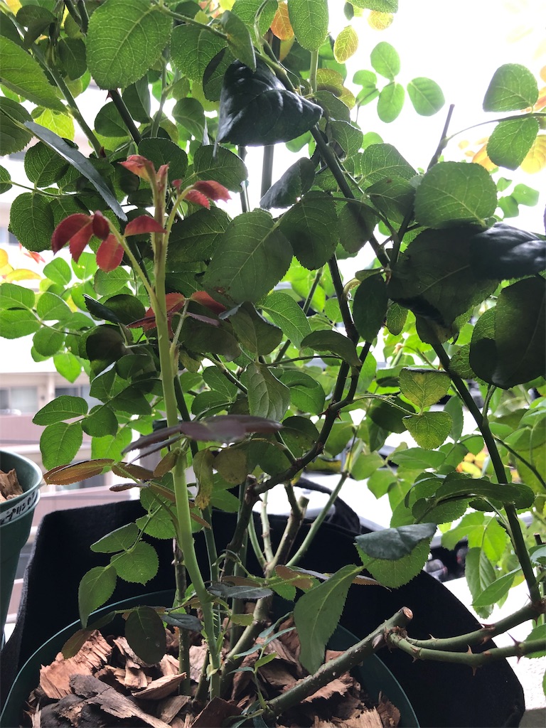 f:id:tef_rose:20190826180337j:image